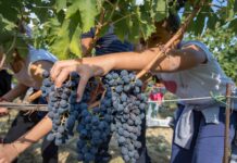 Parte Cantine Aperte in Vendemmia: due mesi nel vino italiano