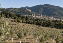 L’Umbria diventa custode del patrimonio genetico mondiale dell’olivo: nasce Domus Olear∑