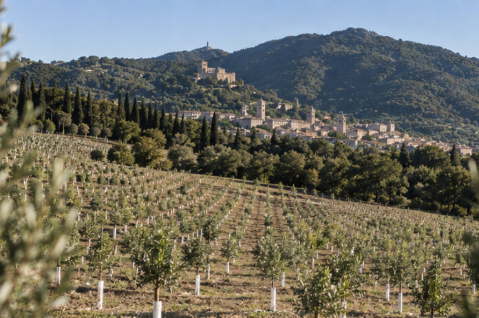 Domus_olears_paesaggio