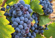 Vendemmia 2026: uve sane e qualità elevata per il Primitivo di Manduria