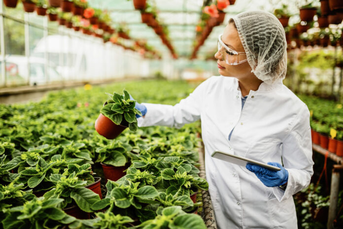 Female scientist inspecting growth oh potted plants in a greenhouse.