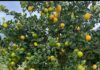 Il limone della Piana di Bagheria diventa un nuovo Presidio Slow Food