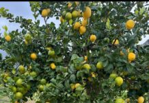 Il limone della Piana di Bagheria diventa un nuovo Presidio Slow Food