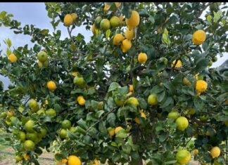 Il limone della Piana di Bagheria diventa un nuovo Presidio Slow Food
