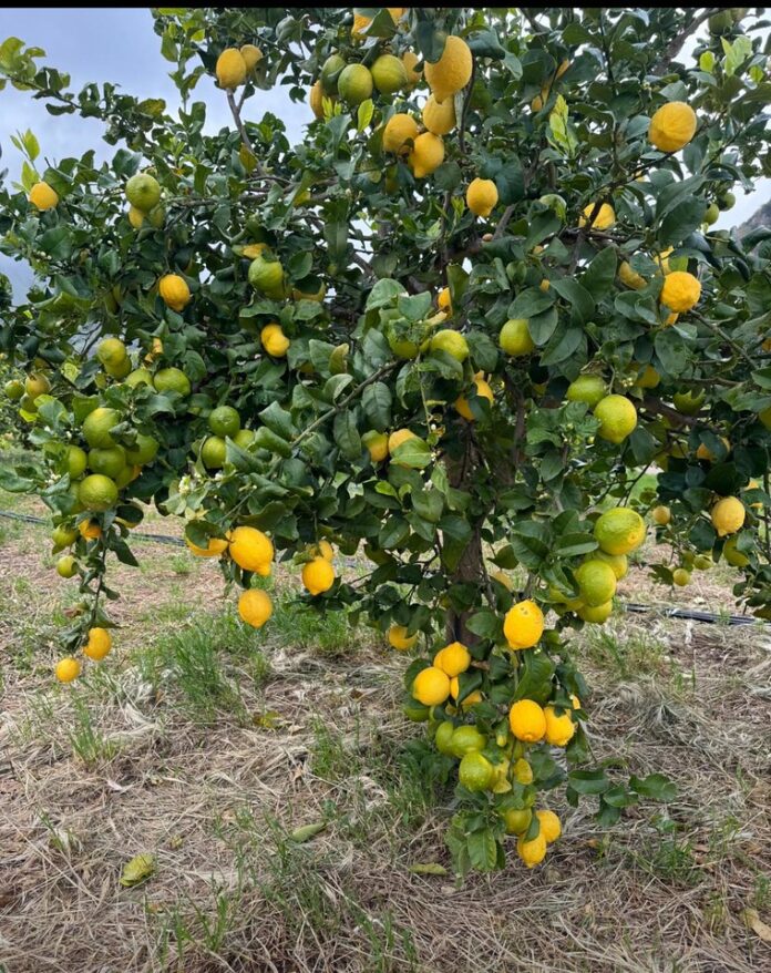 Limone di Bagheria Ph Archivio Slow Food-X2