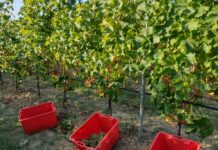 Un importante progetto che trasforma gli scarti agroalimentari in risorse per la viticoltura