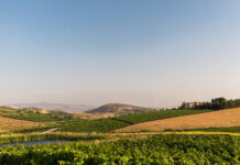 La Sicilia è stata nominata Regione Vinicola Internazionale dell’Anno 2026 da Wine Enthusiast