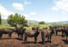 Torna in Italia dopo vent’anni il World Buffalo Congress: l’evento mondiale a Sorrento