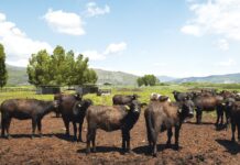 Torna in Italia dopo vent’anni il World Buffalo Congress: l’evento mondiale a Sorrento