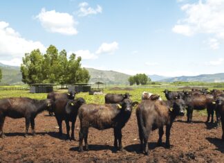 Torna in Italia dopo vent’anni il World Buffalo Congress: l’evento mondiale a Sorrento