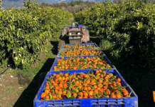 Al via la stagione degli agrumi: Clementina e Mandarino protagonisti dell’autunno europeo