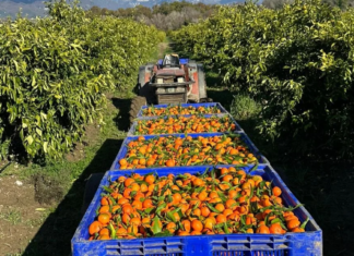Al via la stagione degli agrumi: Clementina e Mandarino protagonisti dell’autunno europeo