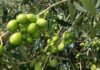 Oliva Alta Daunia DOP: la Puglia conquista il marchio UE, il plauso del ministro Lollobrigida