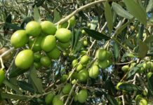 Oliva Alta Daunia DOP: la Puglia conquista il marchio UE, il plauso del ministro Lollobrigida
