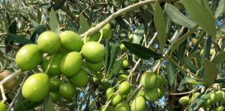 Oliva Alta Daunia DOP: la Puglia conquista il marchio UE, il plauso del ministro Lollobrigida