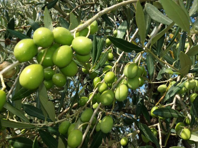 olive